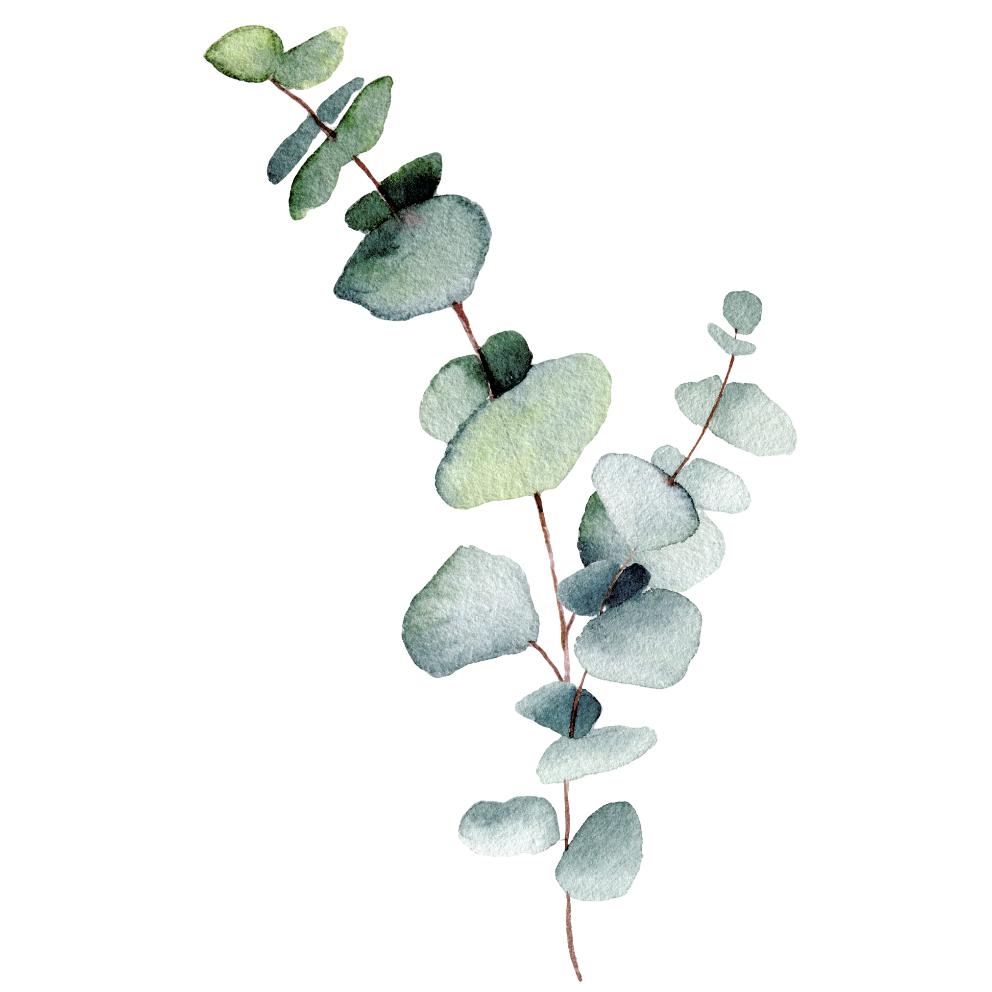 Eukalyptus Eukalyptus