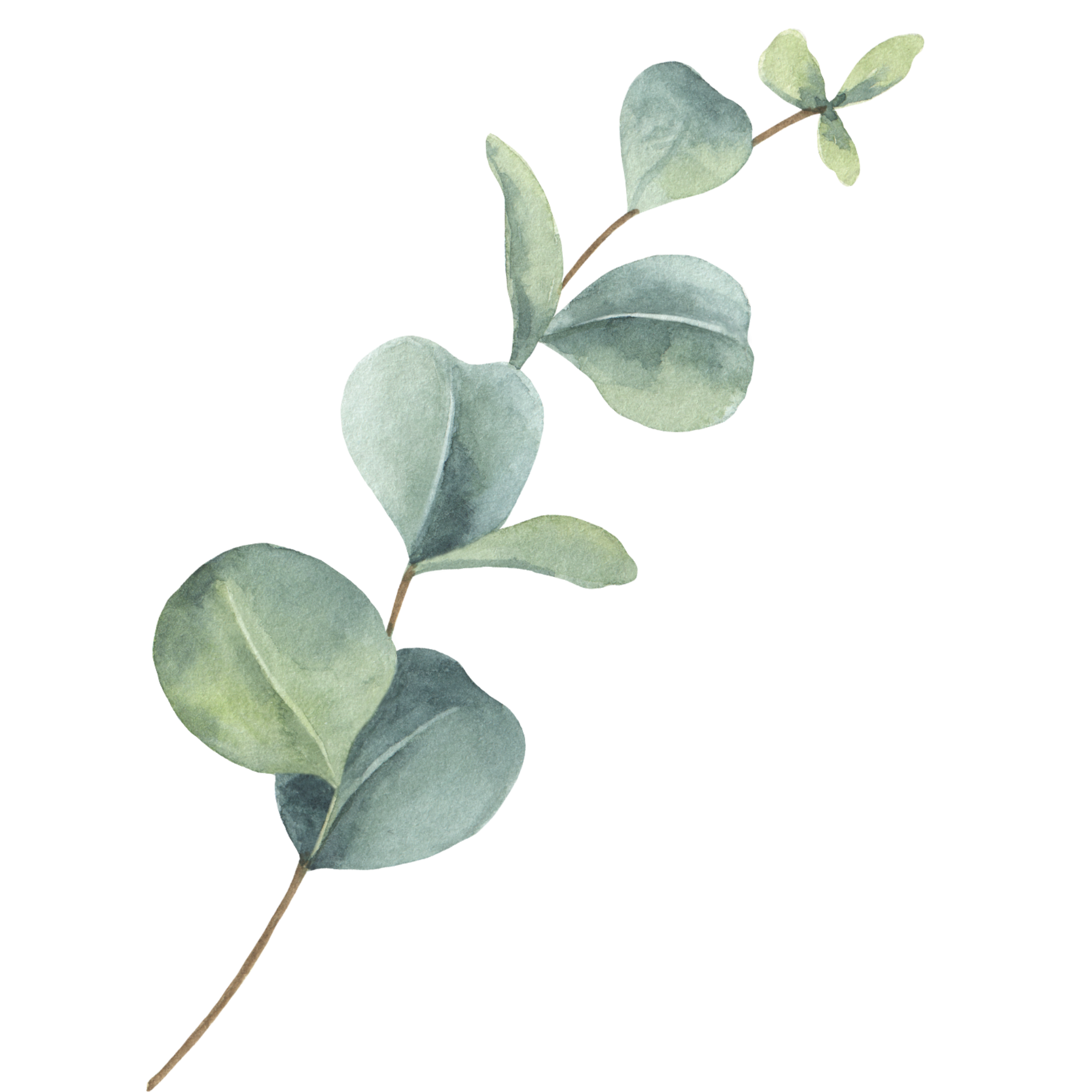 Eukalyptus Eukalyptus