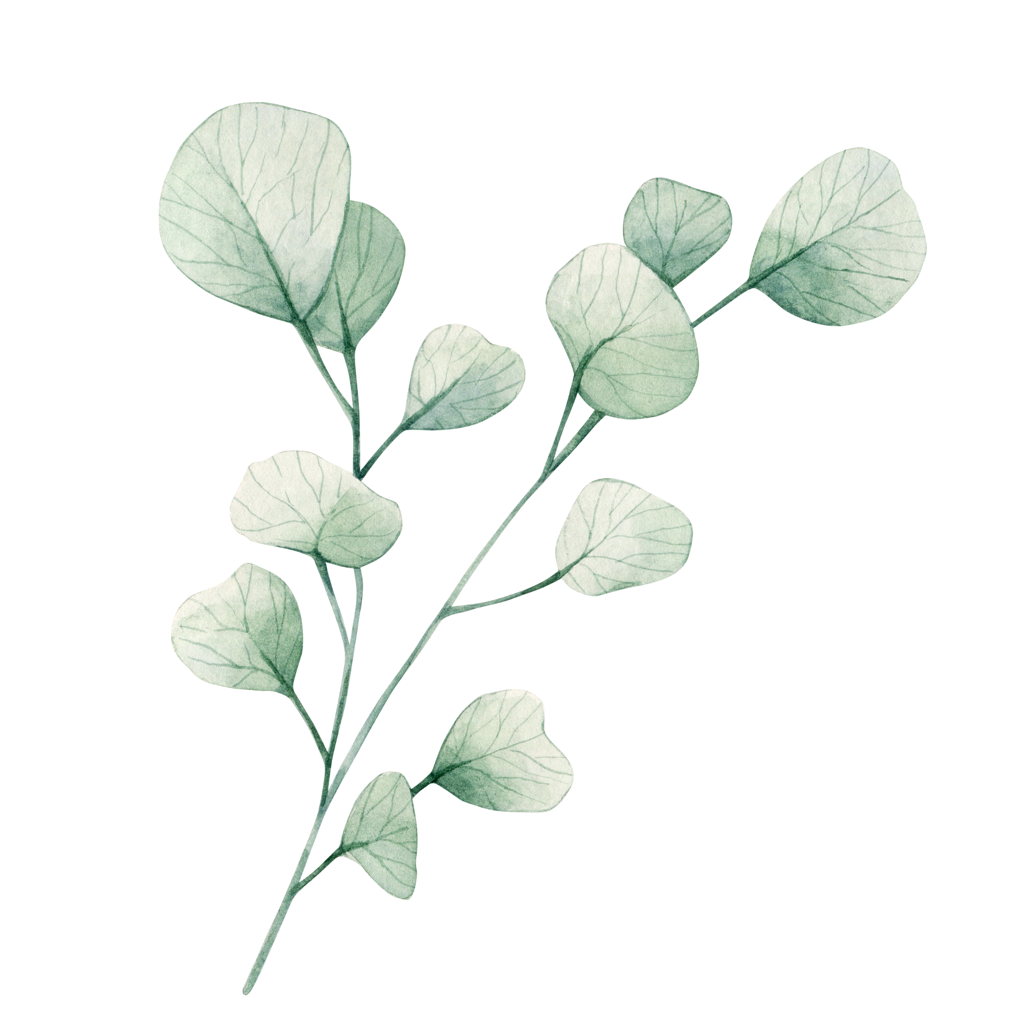 Eukalyptus Eukalyptus